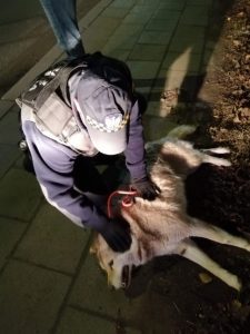 Zdjęcie przedstawia strażnika miejskiego pochylającego się nad leżącym psem