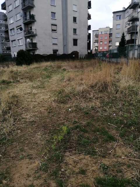Zdjęcie przedstawia uprzątnięty teren zielonym przy blokach mieszkalnych